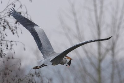 Grey Heron