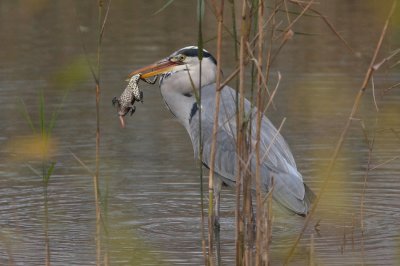 Grey heron, immature