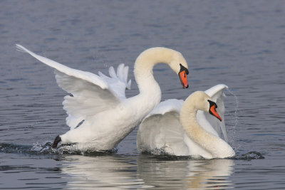 Mute Swan