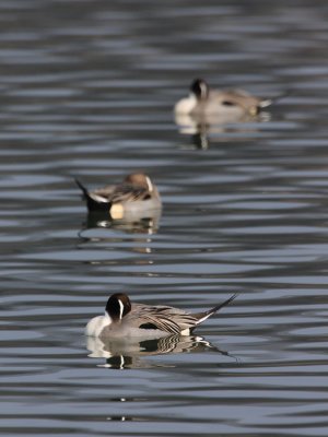 Northern Pintail, males