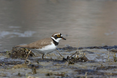 Little Ringed Plover