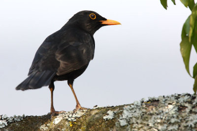 Common Blackbird, male