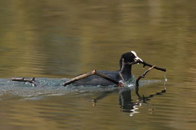 Coot - Mating and Nesting