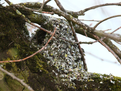 Long-tailed Tit, nest