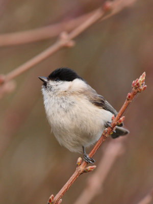 Marsh Tit