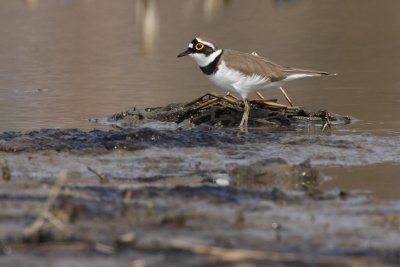 Little Ringed Plover