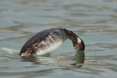 Black-necked Grebe, moulting