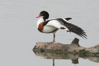 Common Shelduck