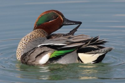 Common Teal - Preening