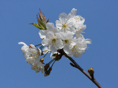 IMG_4954.JPG