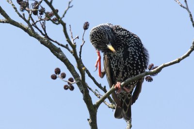 Common Starling - Preening