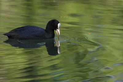 Coot, feeding on water plants