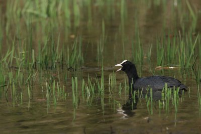 Coot, feeding on reed