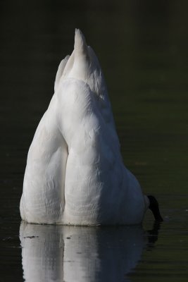 Mute Swan