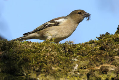 Common Chaffinch, female