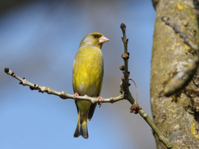 European Greenfinch