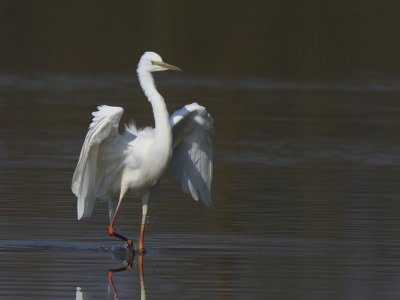 Great Egret, in mating colour