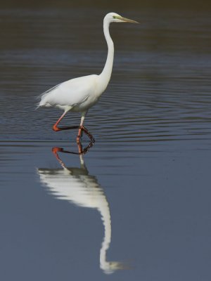 Great Egret, in mating colour