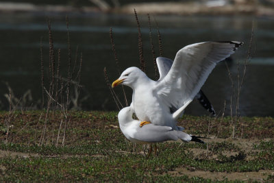 Yellow-legged Gull - Mating & Breeding