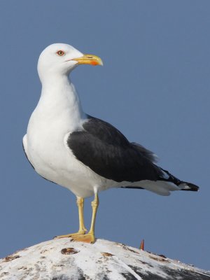 Lesser black-backed gull