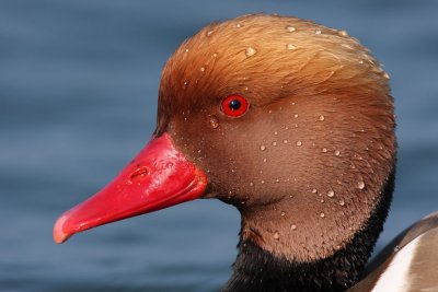 Red-crested Pochard - Close-Up