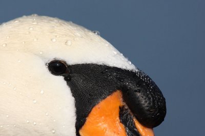Mute Swan - Close-up