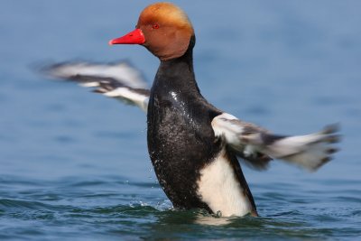 Red-crested Pochard, male