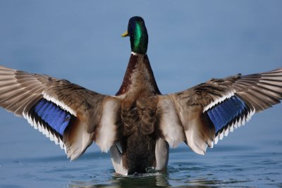 Mallard - Preening