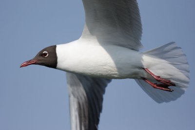 Black-Headed Gull - In Flight