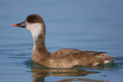 Red-crested Pochard, female