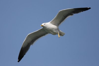 Lesser black-backed gull