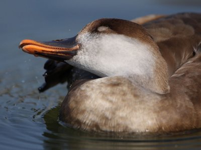 Red-crested Pochard, female