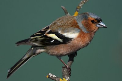 Common Chaffinch, male