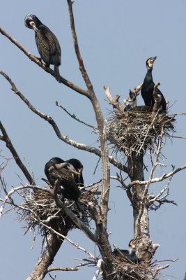 Cormorant