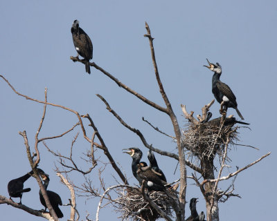 Cormorant