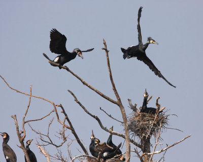 Cormorant