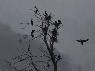 Cormorant