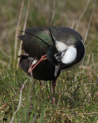 Northern Lapwing