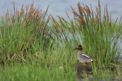 Teal, male