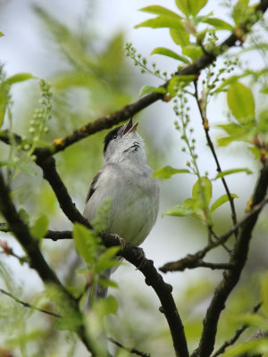 Blackcap, male