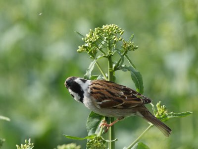Tree Sparrow