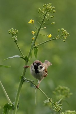 Tree Sparrow