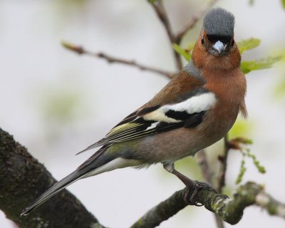 Common Chaffinch, male