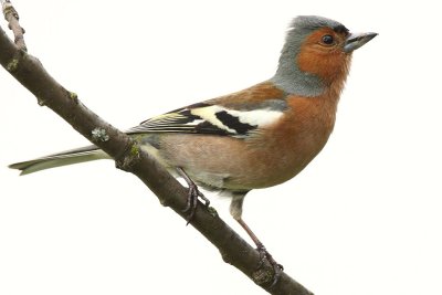 Common Chaffinch, male