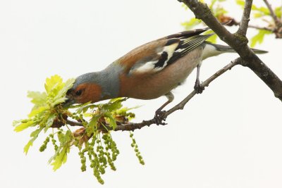 Common Chaffinch, male