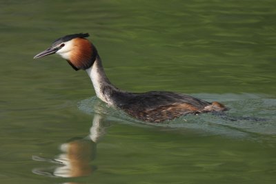 Great Crested Grebe