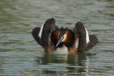 Great Crested Grebe