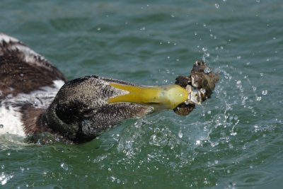 Eider Duck, young male