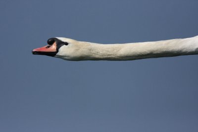 Mute swan in flight