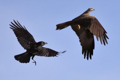 Carrion Crow - Attacking